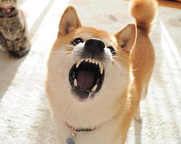 狗狗牙齿疾病怎么预防,狗狗换牙十大禁忌