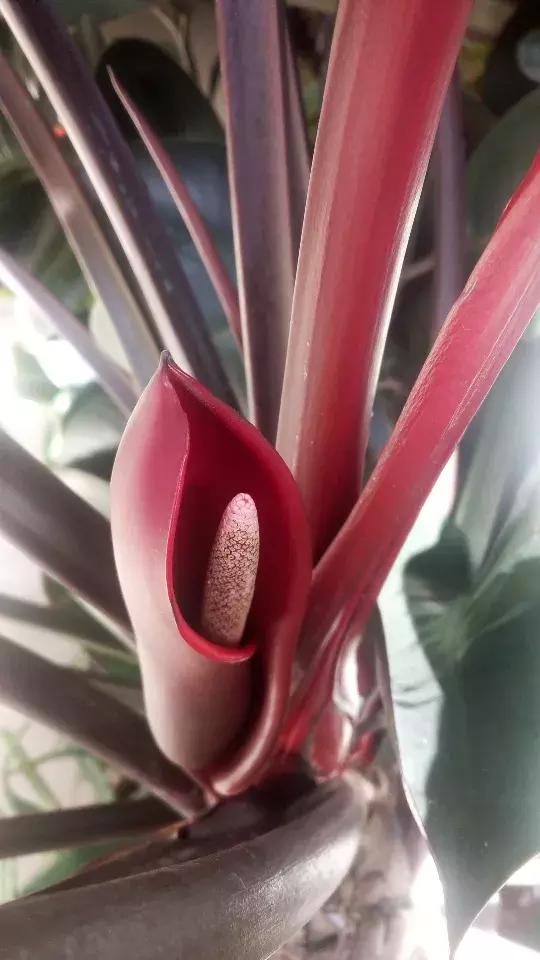 家里养什么花能除甲醛,什么花除甲醛净化空气最好