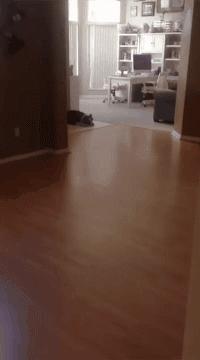 我养的边牧为什么看到谁都很热情,别以为边牧很好养