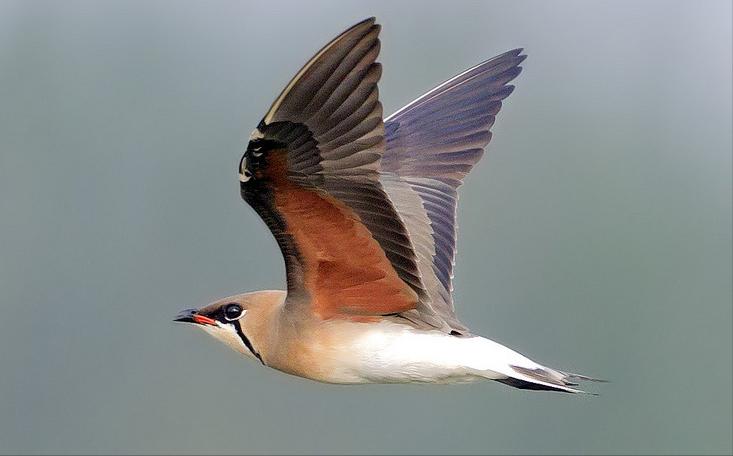 广东常见鸟类图谱图文,广东常见鸟类图谱