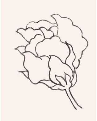 牡丹切瓣花国画画法,国画山茶花花瓣画法