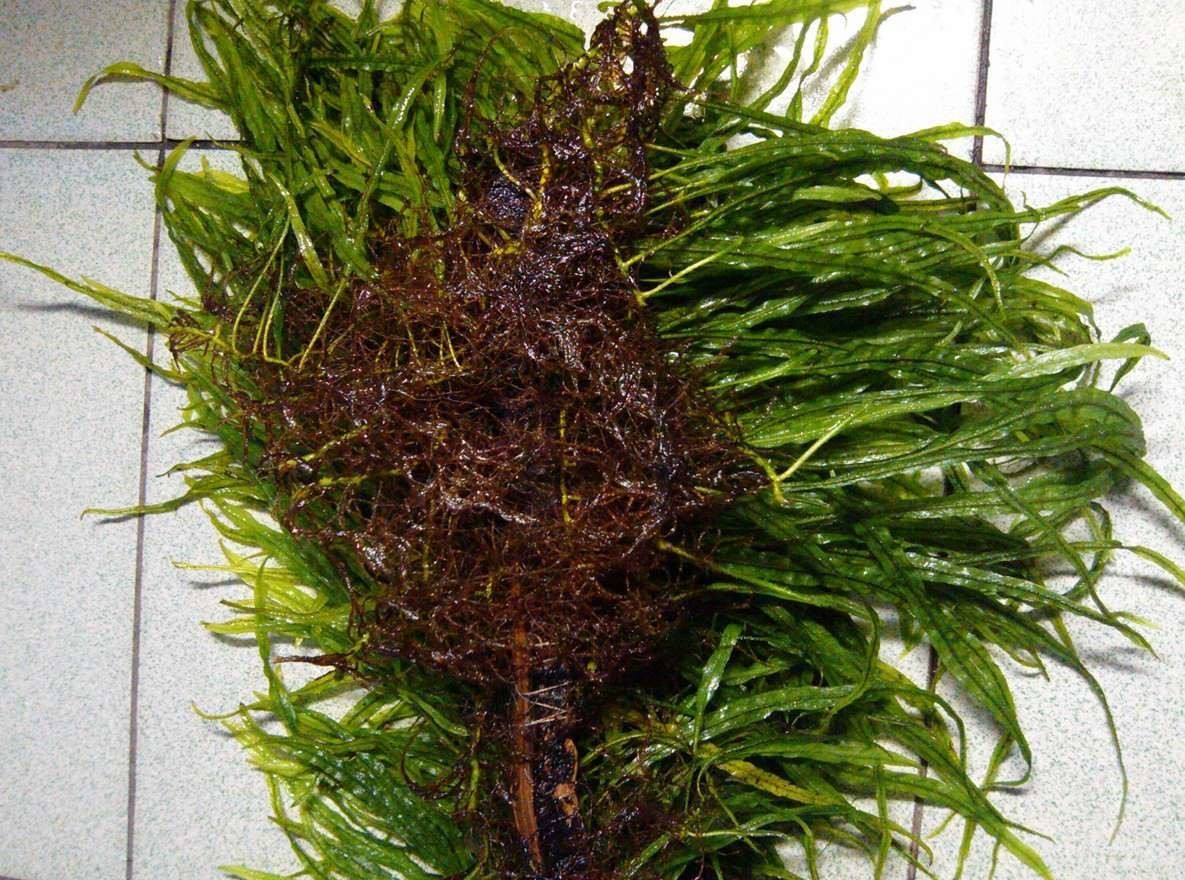 草缸细叶铁发黑？把这4点弄明白，让鱼缸草旺鱼美