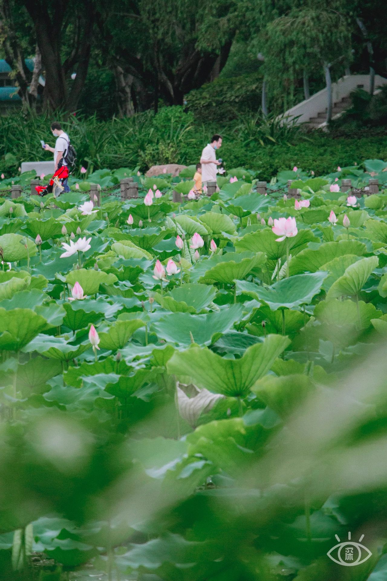 深圳洪湖公园7月18号还有荷花吗,深圳洪湖公园现在有荷花开吗