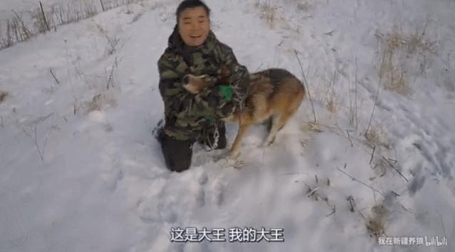 这位“女汉子”在*疆新**，把狼养成了哈士奇，就是经常揍狼的那个