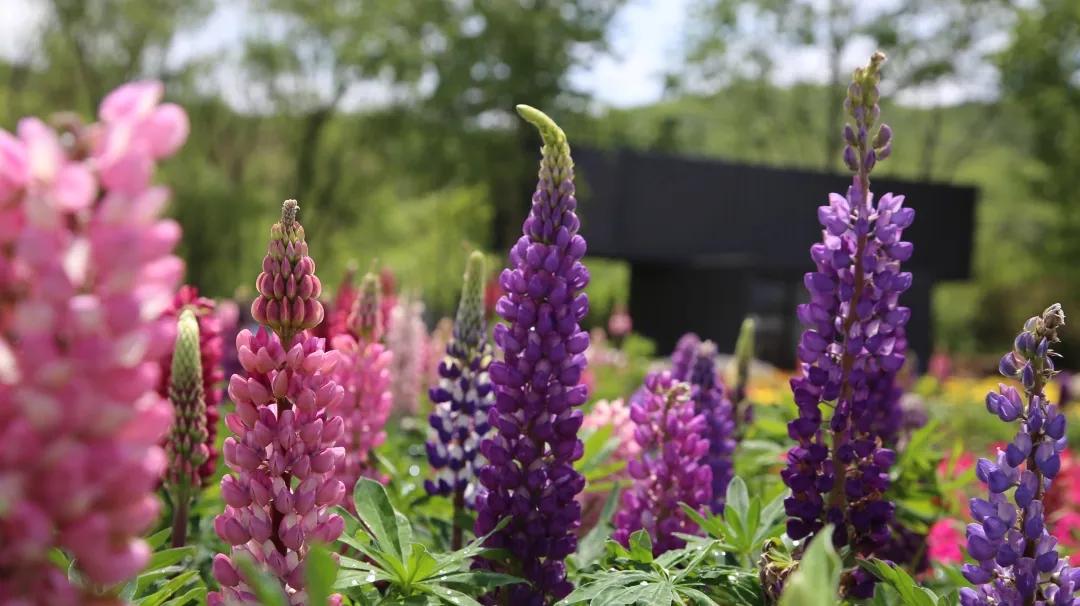 青岛文艺复古小众的地方,浪漫又文艺