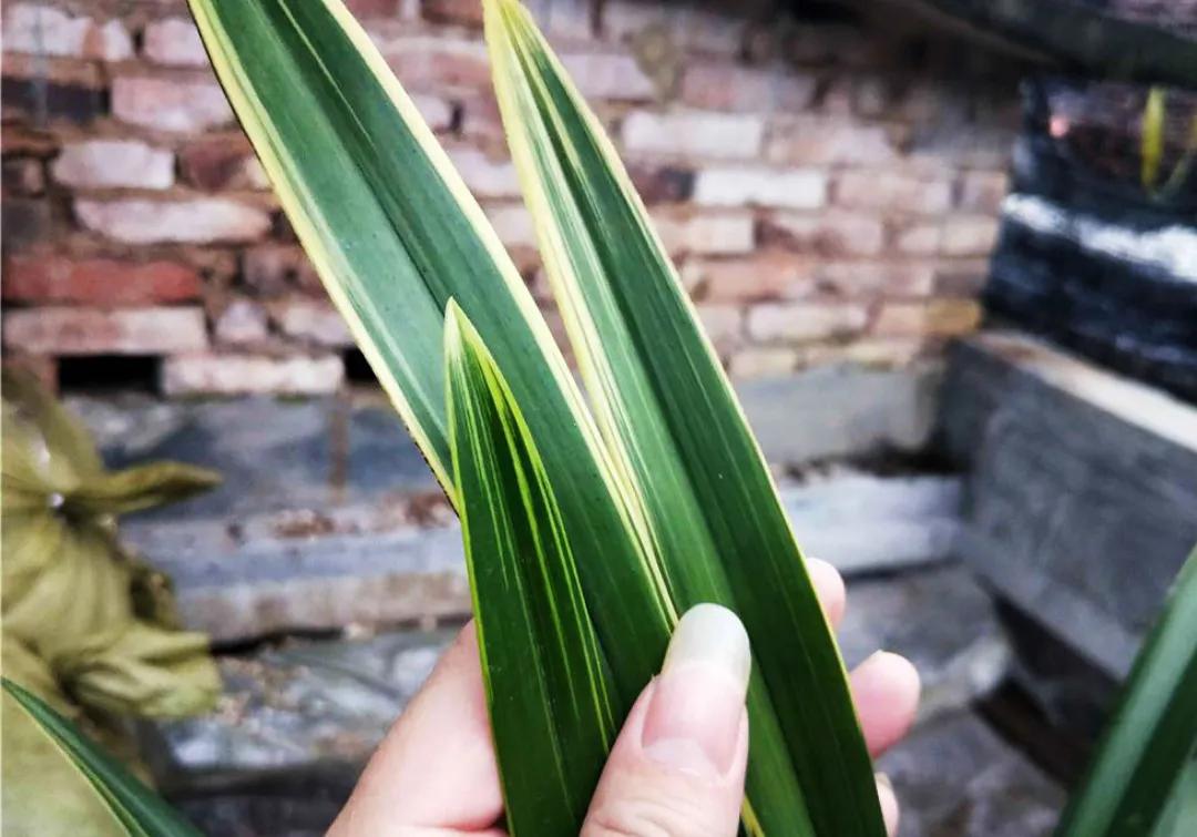 适合家养的兰花多少钱,适合家养的兰花品种图片