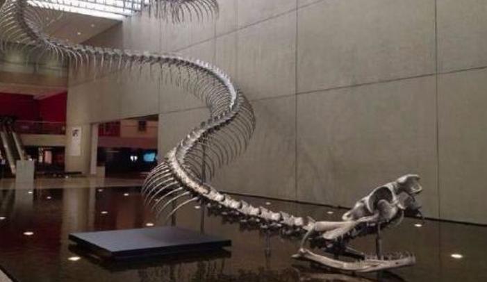 世界上最猛的蛇是不是黄蟒蛇,世界上体型最长的的八大蛇