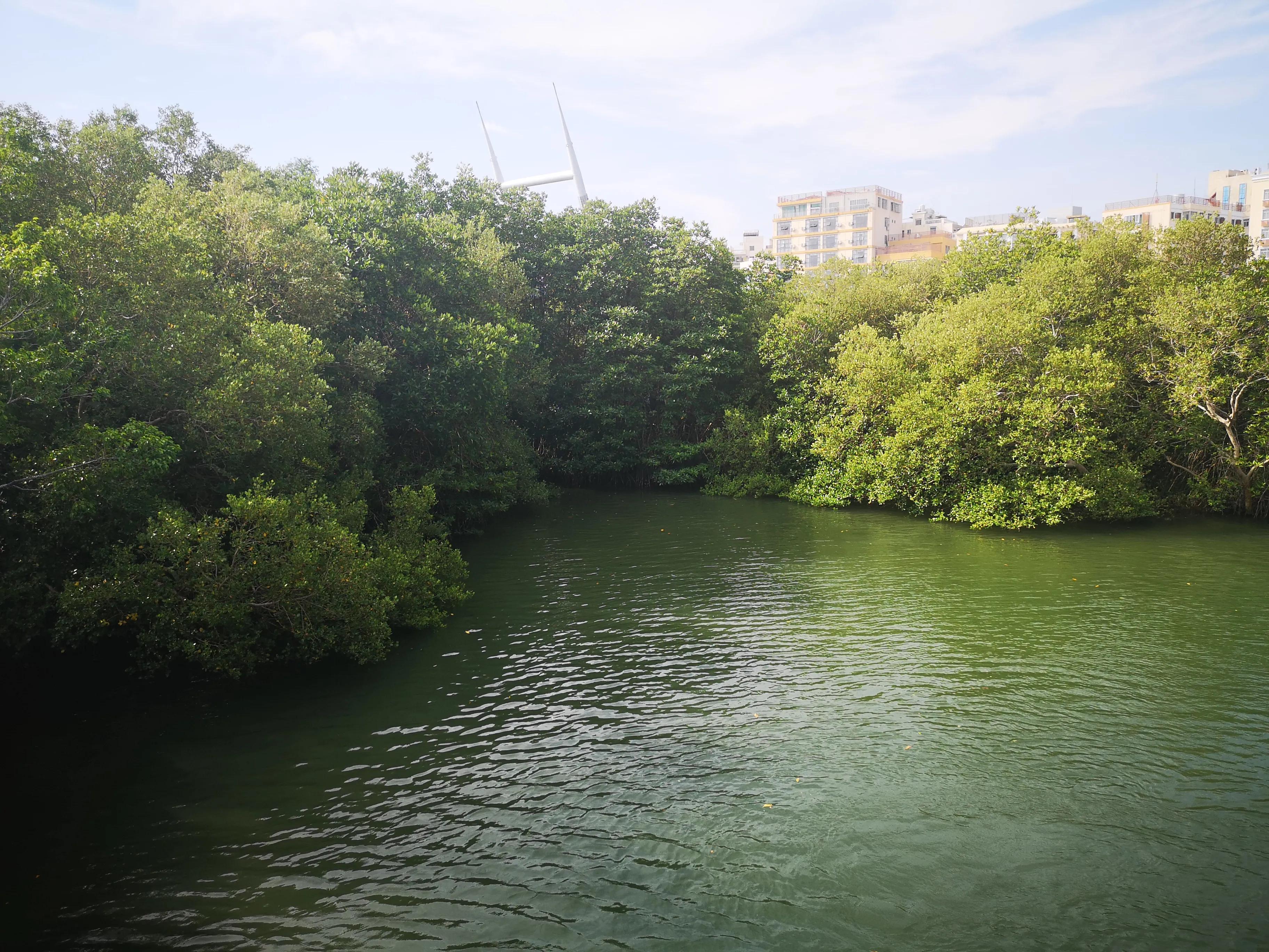 三亚红树林,神奇的亚马逊雨林