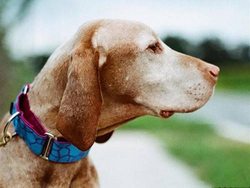 巨贵狗耳螨如何彻底治疗,福来恩治疗狗耳螨怎么样