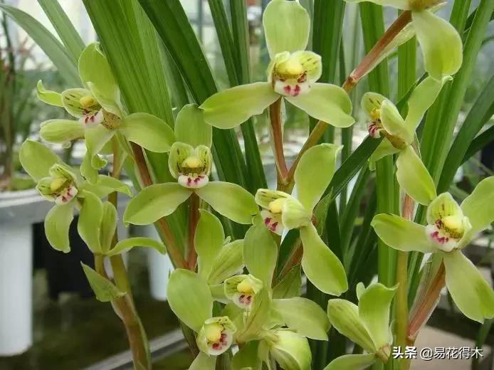 莲瓣兰的花和春剑的花有什么区别,春剑春兰莲瓣兰豆瓣兰怎么区分