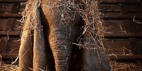 小飞象真实事迹,小飞象哭了全过程