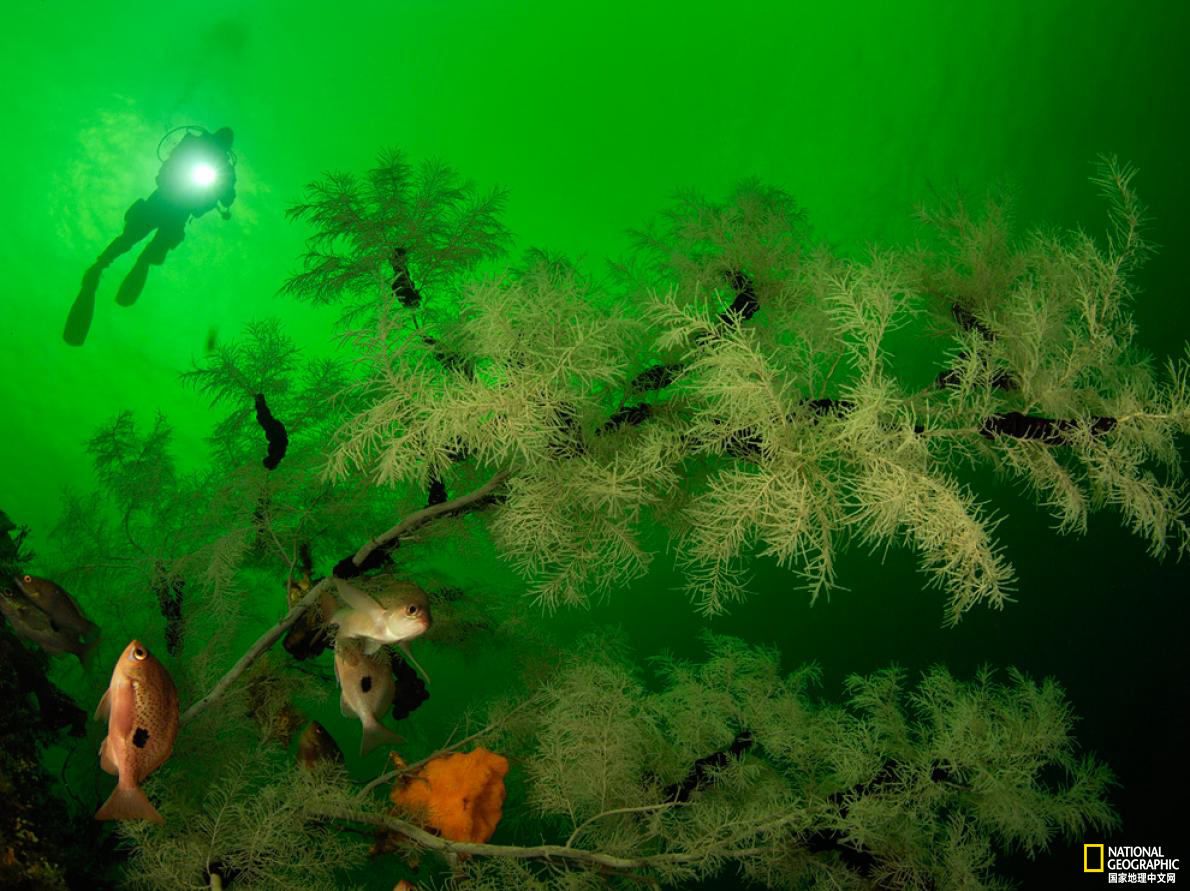 太美了！国家地理王牌摄影师探秘深海世界