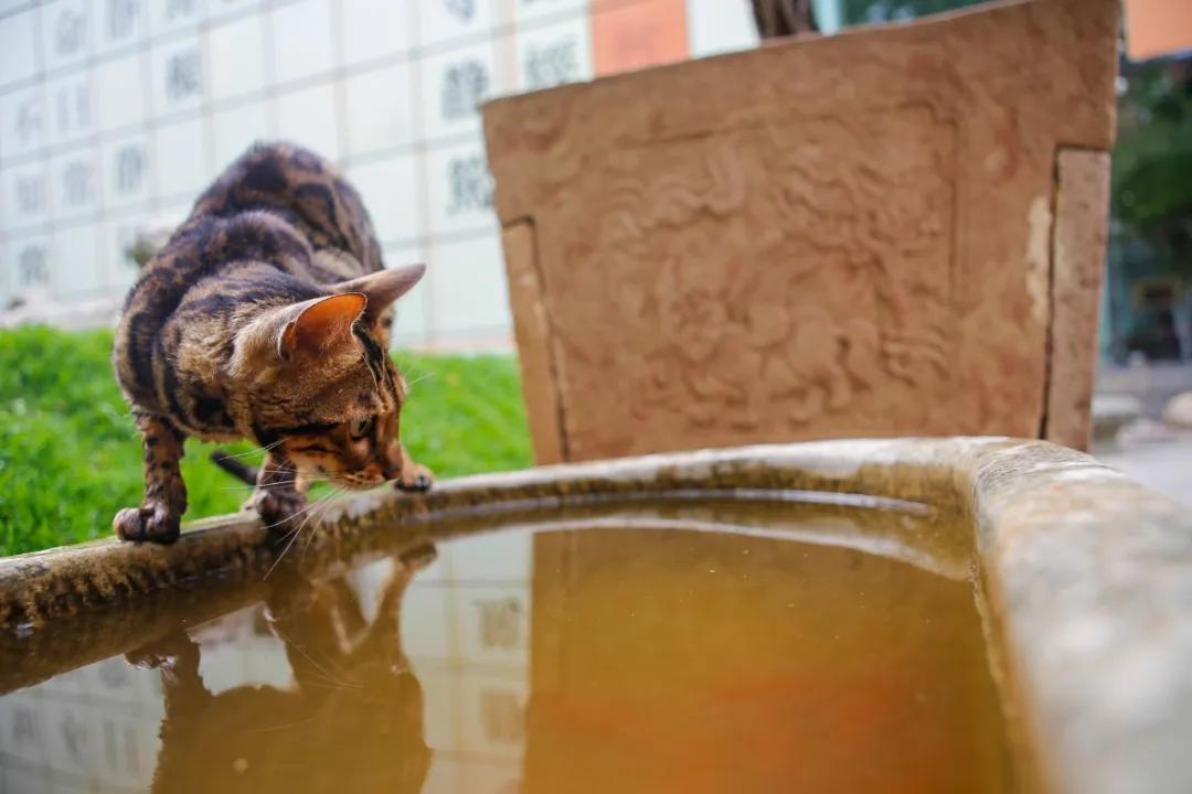 2019年掉缸事件,关于掉缸的事件