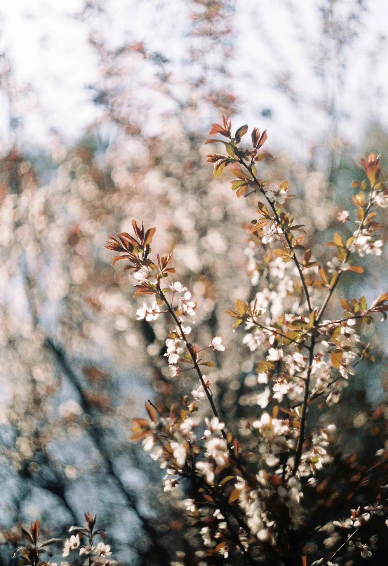 是谁发明了彩色相机,康泰时相机发展史