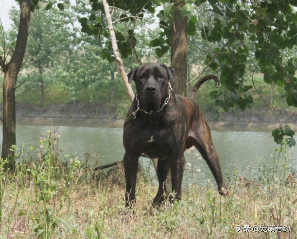 亚洲最强战力,十大猛犬之外的猛犬