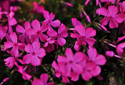 最好看的草花照片,各种草花图
