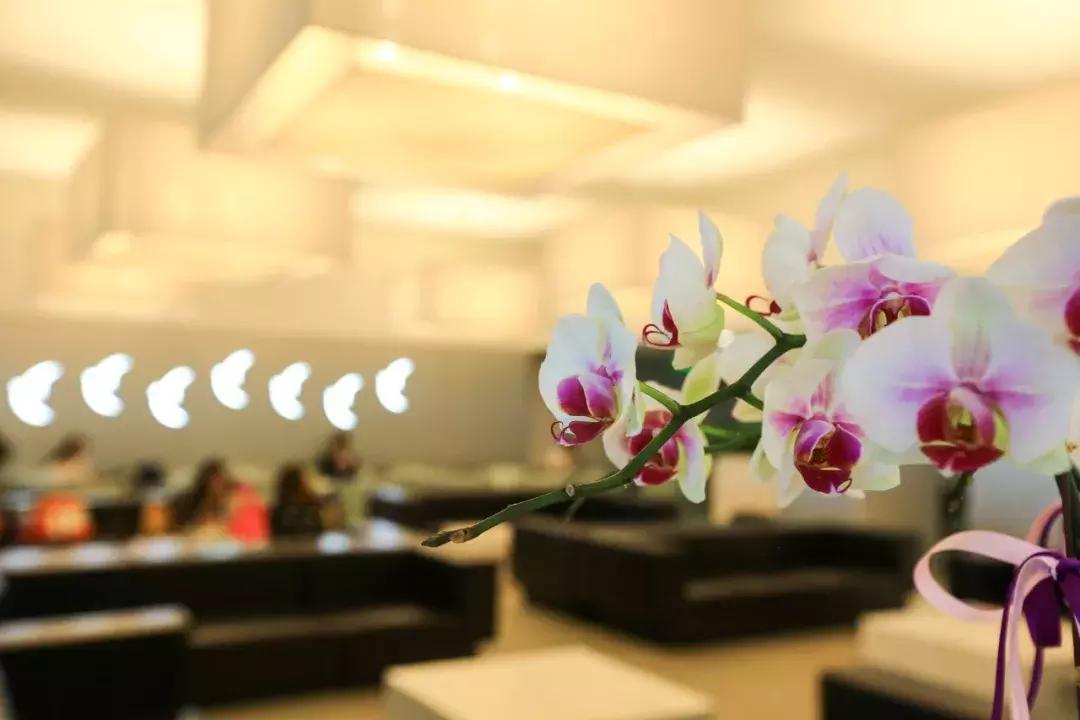 澳门回归20周年，搭乘澳门航空去体验这座城市的魅力