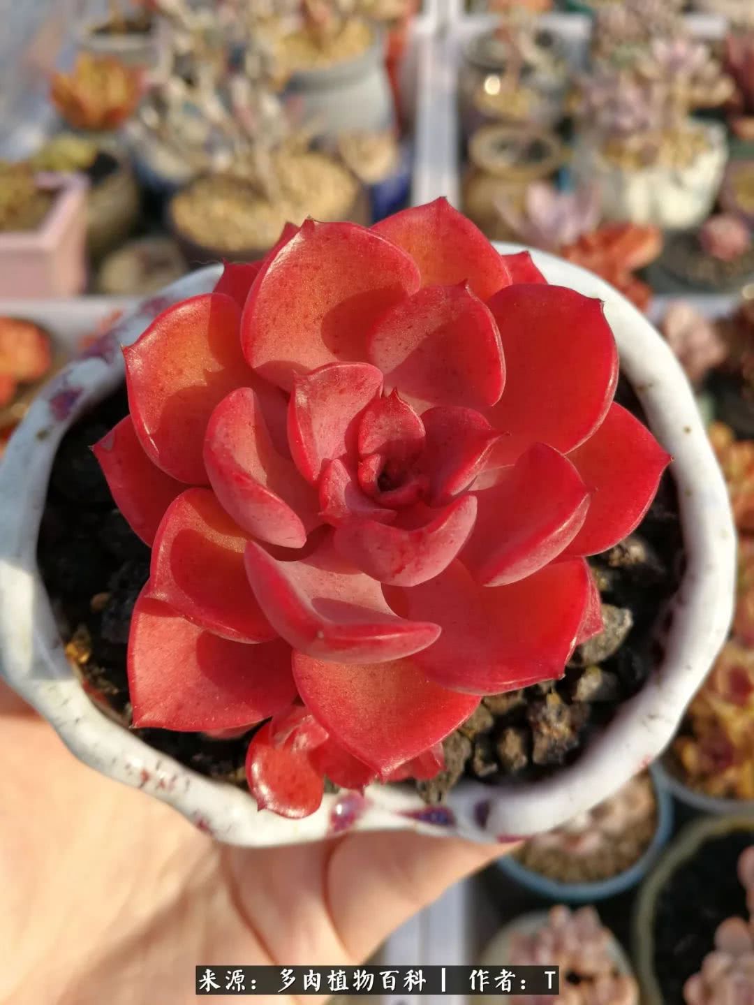 多肉还可以这样玩(上):八年养肉路剪影!