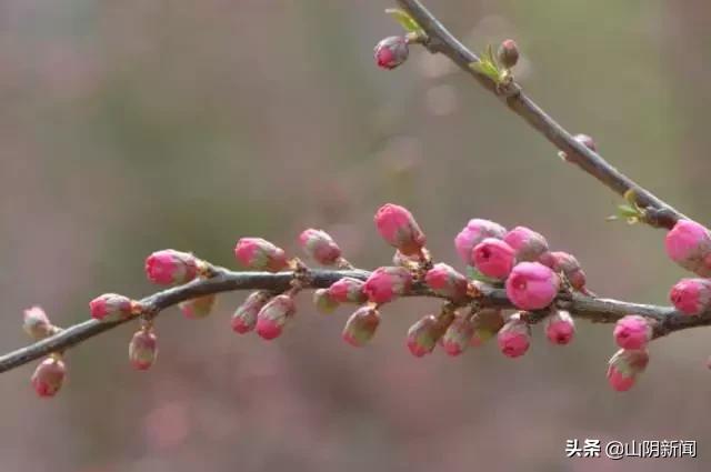 人间四月春暖花开散文,最美人间四月天优美散文