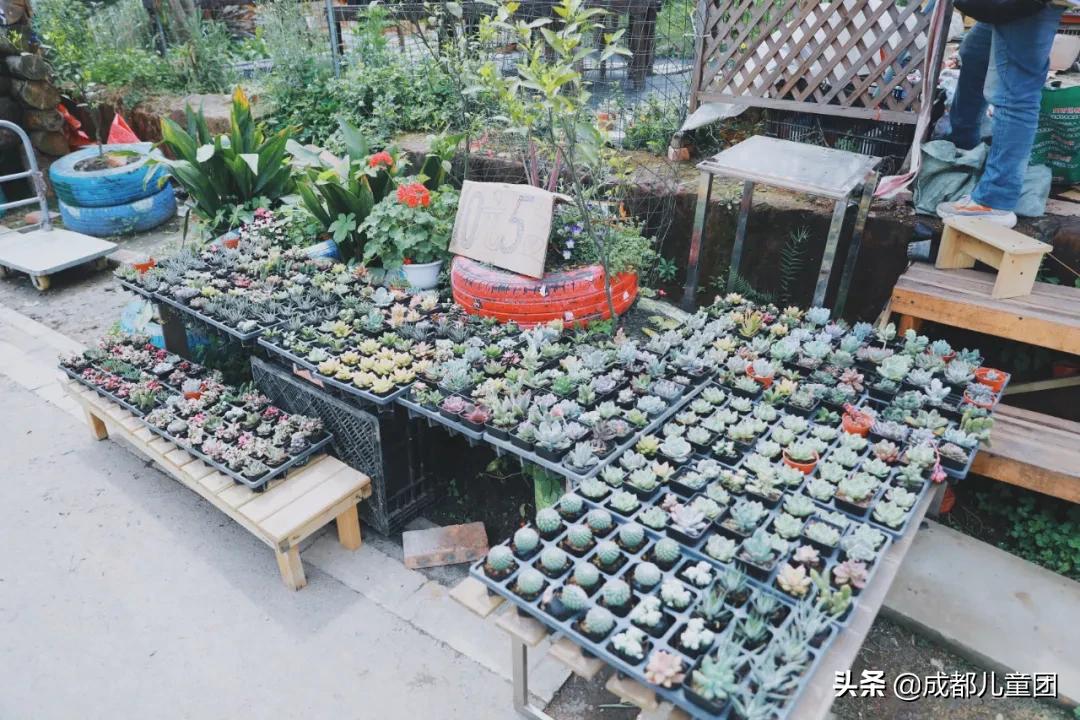 空港运动公园游玩攻略,空港体育公园是空港花田吗