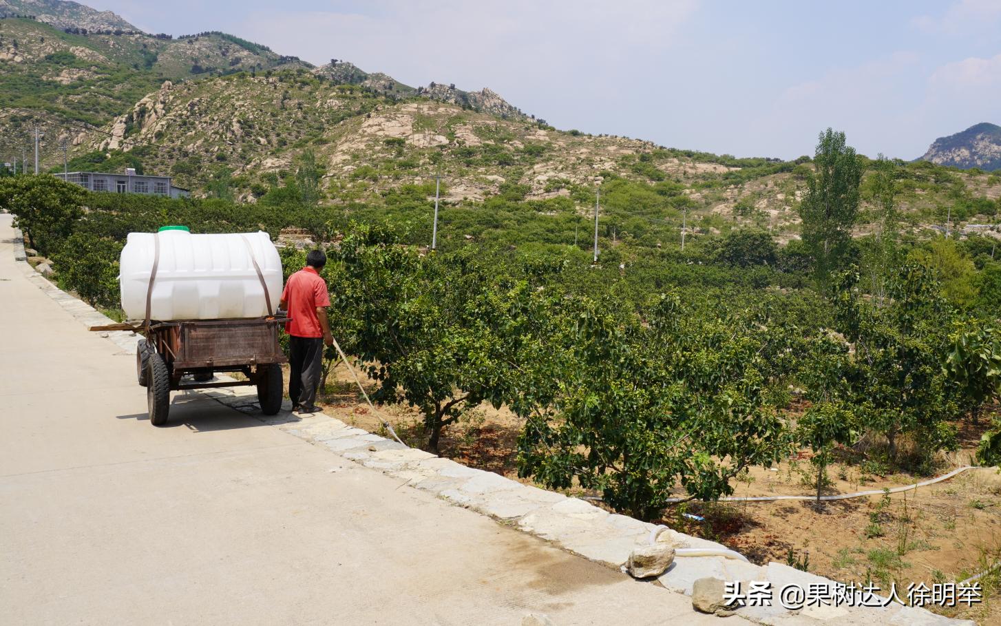 夏季雨水多的年份怎么进行管理果树呢