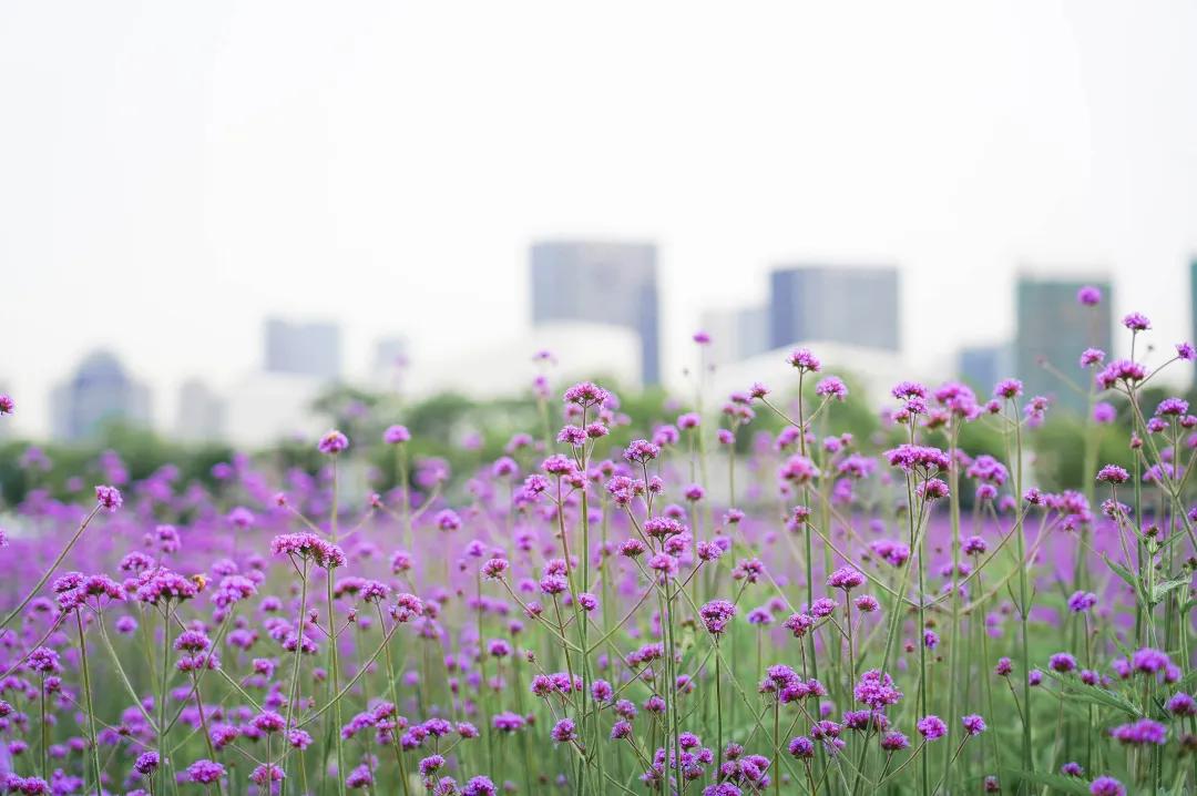 美美美!余杭七大花海组团来袭,遍地繁花好似人间仙境