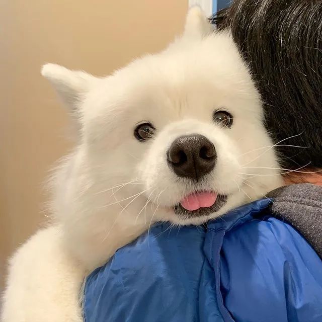 一只很乖很粘人的萨摩,萨摩粘人吗