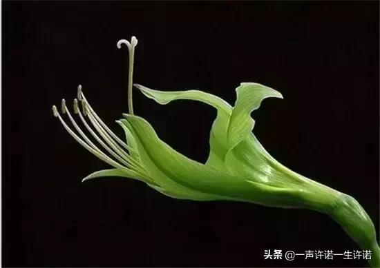 从未见到的怪花,从没见过的奇花