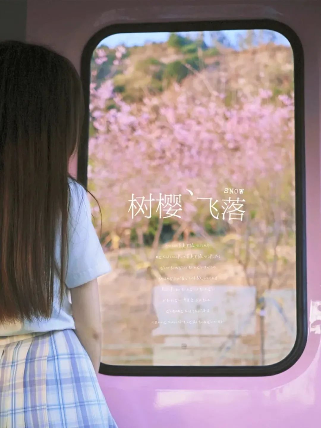 深圳樱花专列,深圳蛇口樱花列车