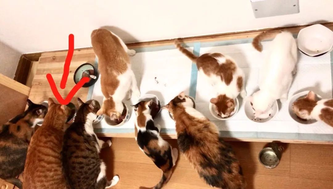 德国进口猫咪罐头,德国小李子猫咪主食罐头测评