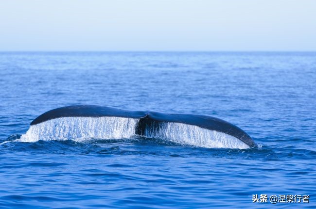 50种珍稀保护动物,为什么人类应该保护濒危物种