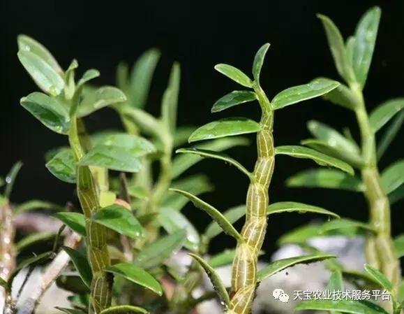 铁皮石斛6月份扦插行吗,铁皮石斛扦插方法