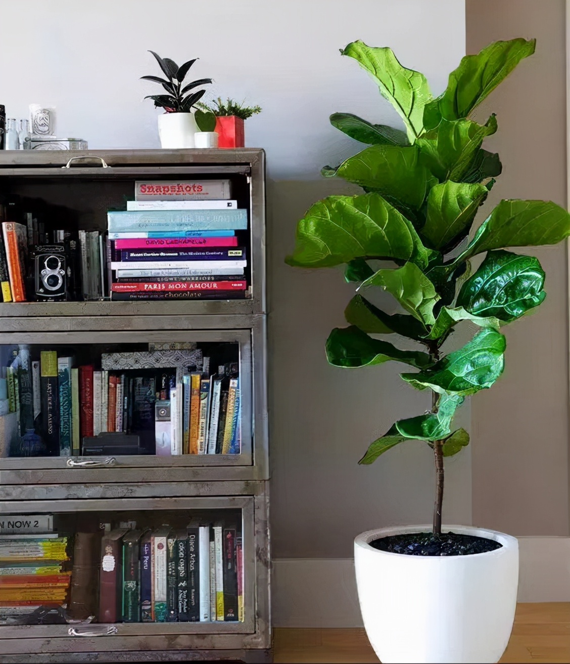 秋天扦插花苗,秋天扦插的小苗