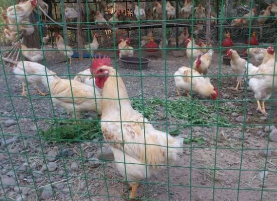 散养鸡围网用什么网,散养鸡围网的制作方法