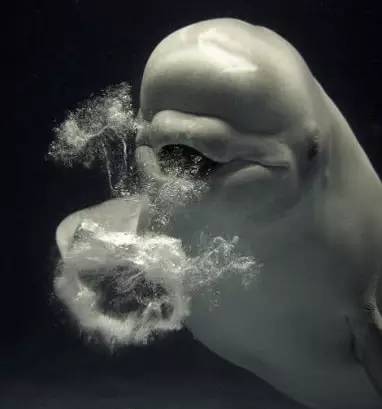 武汉话方言绝对听不懂,武汉话最难懂的方言