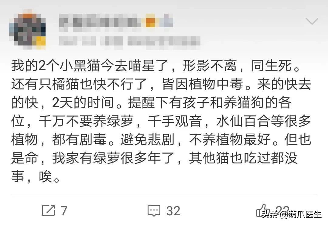 养猫能养啥花草,养了猫还可以养兔子吗