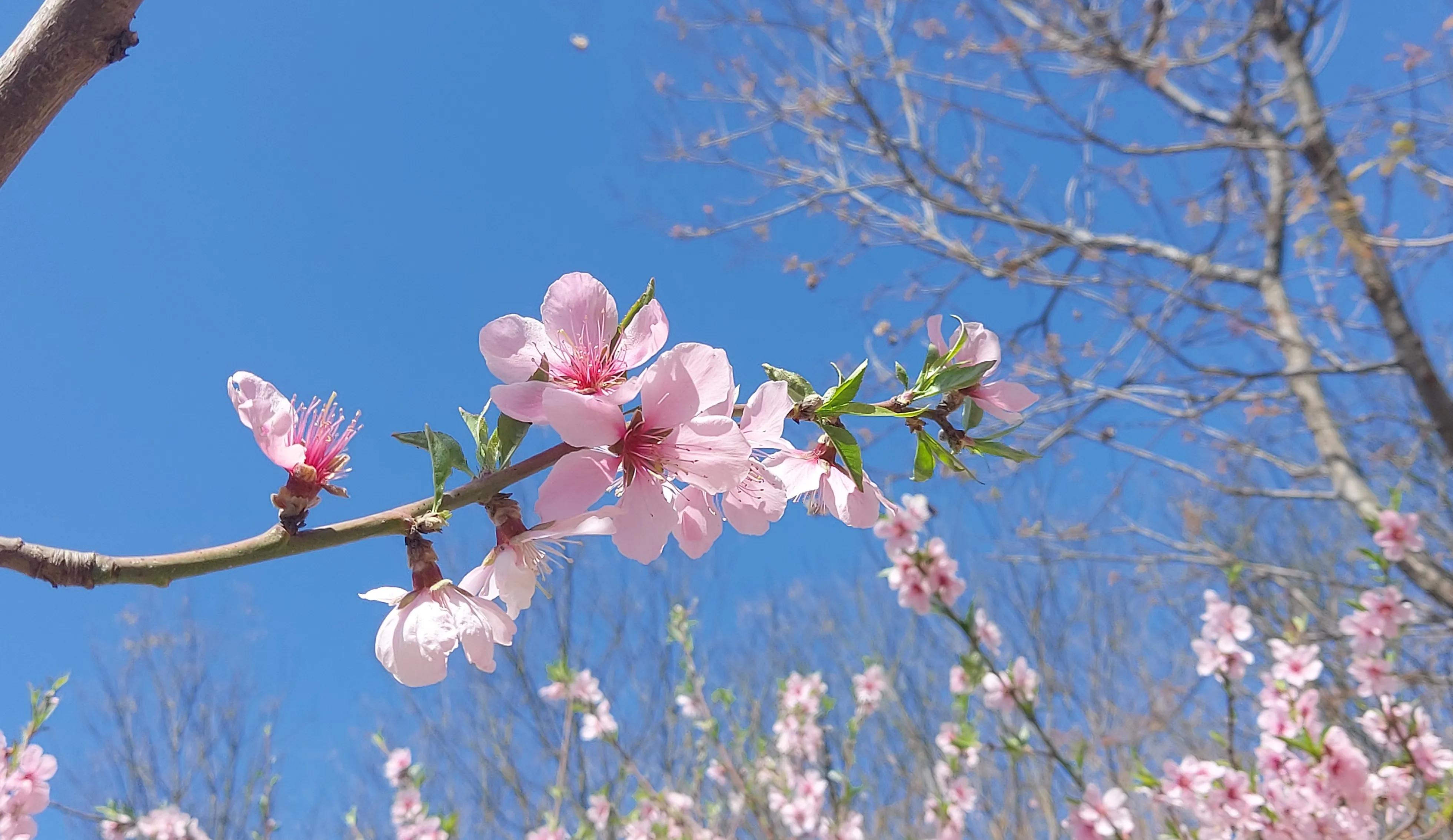 散文诗欣赏:碧砌红轩又清明，草长莺飞已春仲