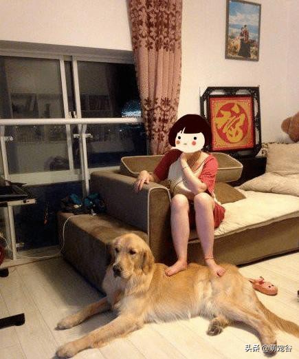 金毛胎动,金毛贴着怀孕肚子听胎动