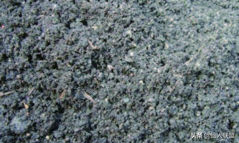 石食者THESTONEEATERS六