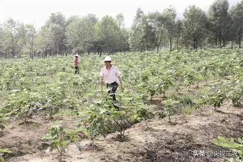无花果有什么功效专家回答,无花果的秘密