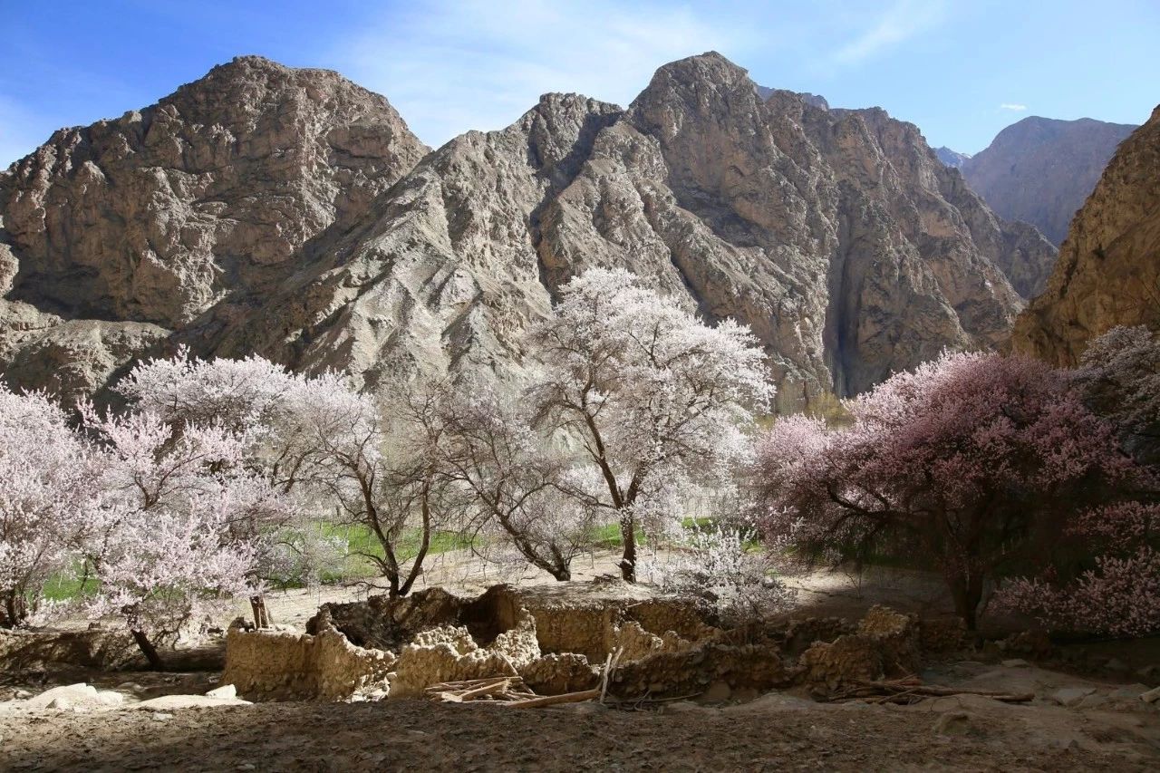 走马春季追花线|春漫*疆新**，牧笛声声中的杏花村