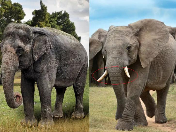 原来大象还有亚洲非洲之分，你是否知道这其中的区别