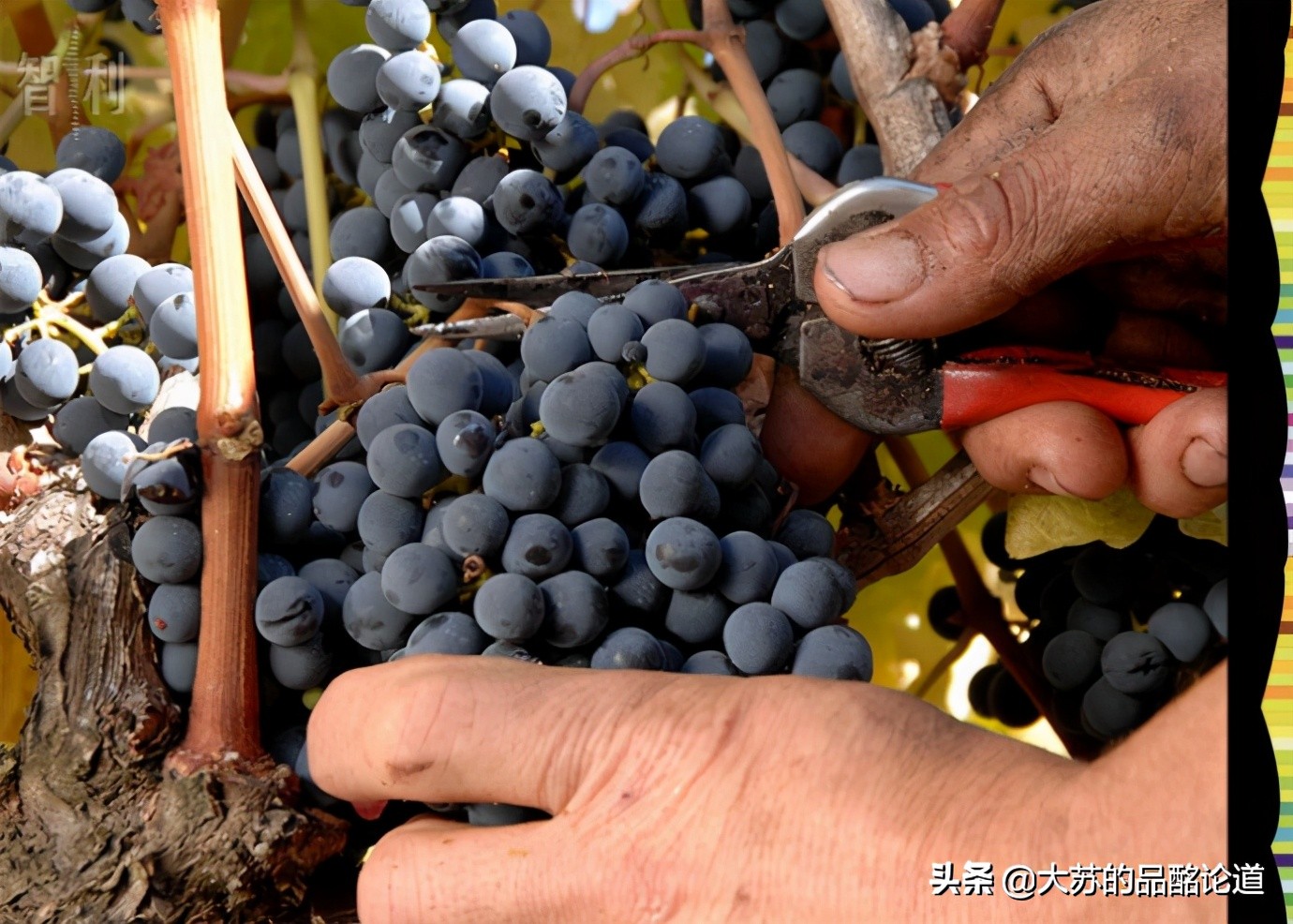 最好的葡萄酒电商平台,卖葡萄酒的电商平台有哪些