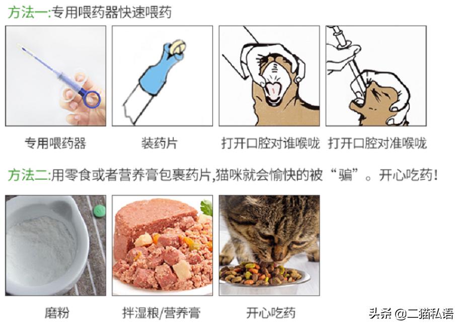 铲屎官喂了小猫咪有多疯狂,铲屎官喵喵叫猫咪却咬铲屎官