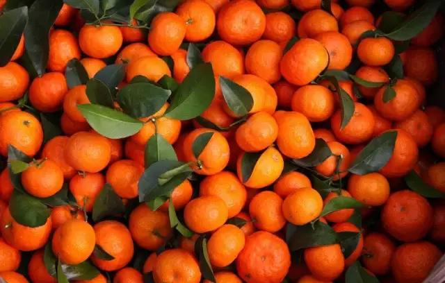 沙糖桔为什么那么容易烂,沙糖桔烂了表现出什么症状