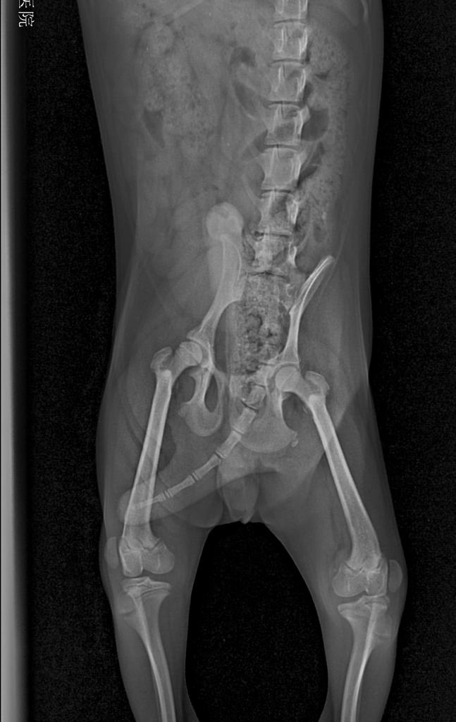 泰迪三脚跳,髌骨脱位,没达到这些标准是不需要手术治疗的