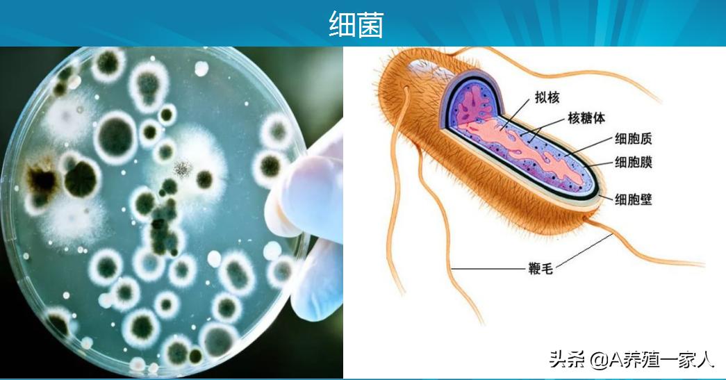禽大肠杆菌特效药,哪种中药对鸡大肠杆菌有效
