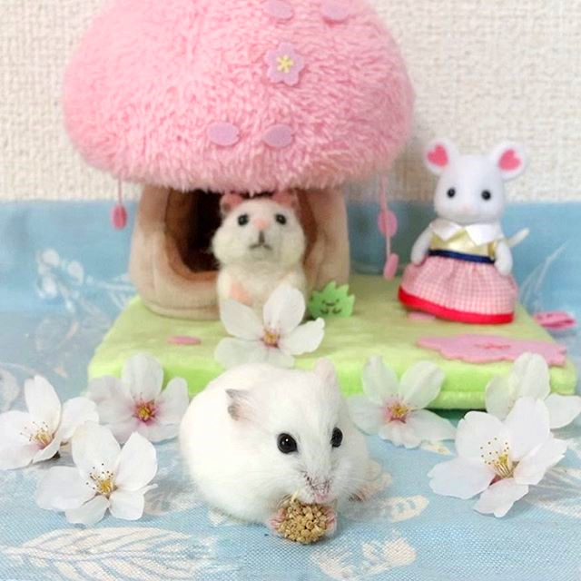 如何才能让仓鼠远离老鼠,怎样消除仓鼠对主人的警惕性