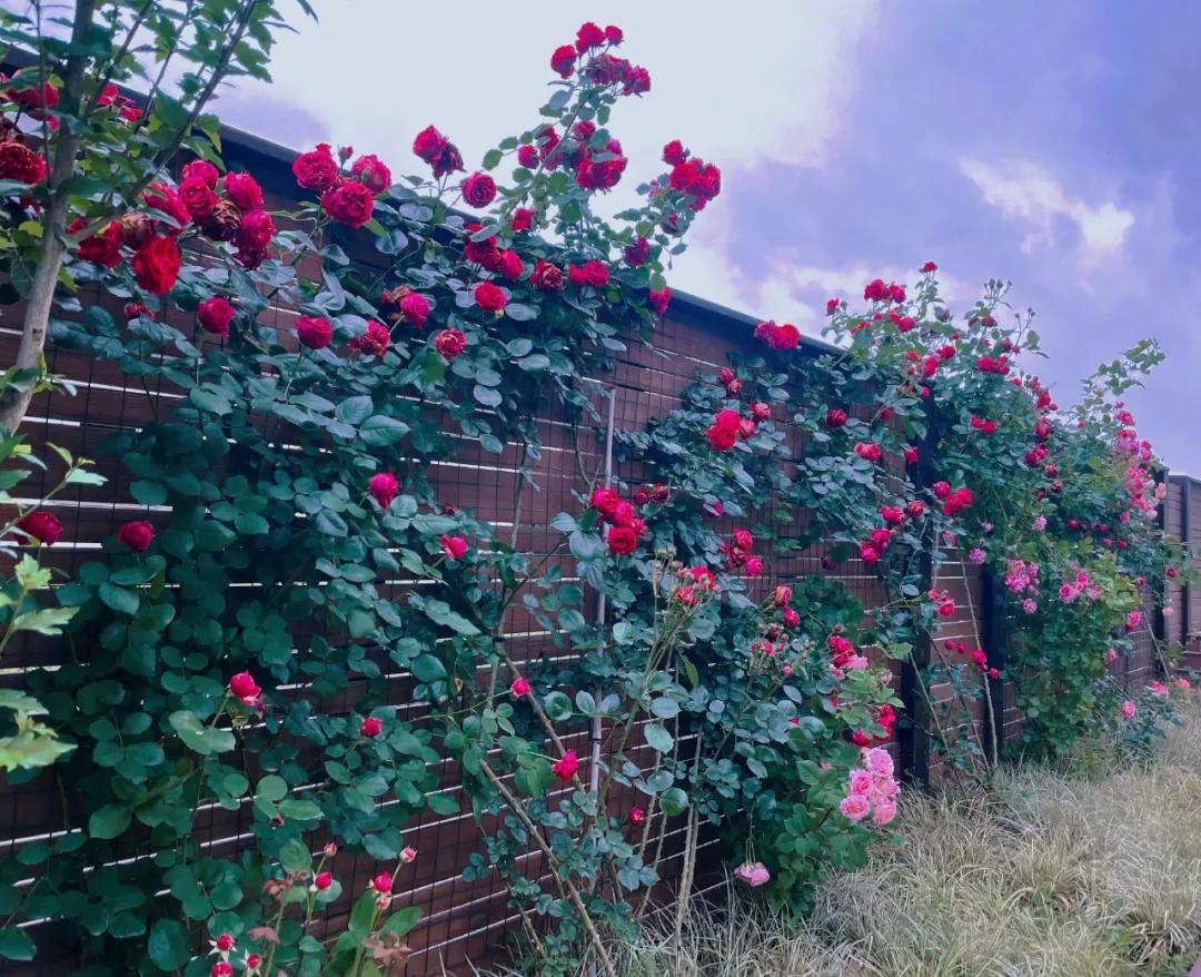 适合懒人家庭种菜100种,家里种菜这3种就够了