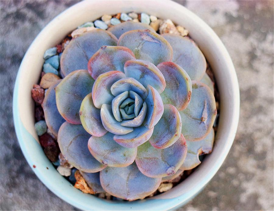 100种常见多肉植物图鉴收藏,1000种多肉植物图鉴及名字